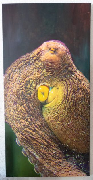 Octopus, 20"x40"