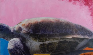Pop Turtle, 24" by 16"